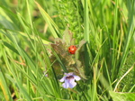 SX18105 Seven-spot Ladybird (Coccinella septempunctata) on Ground Ivy (Glechoma hederacea).jpg